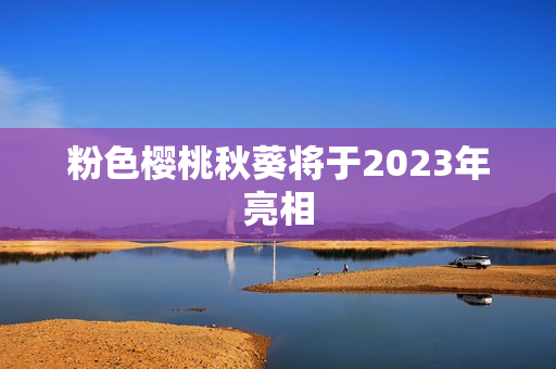 粉色樱桃秋葵将于2023年亮相